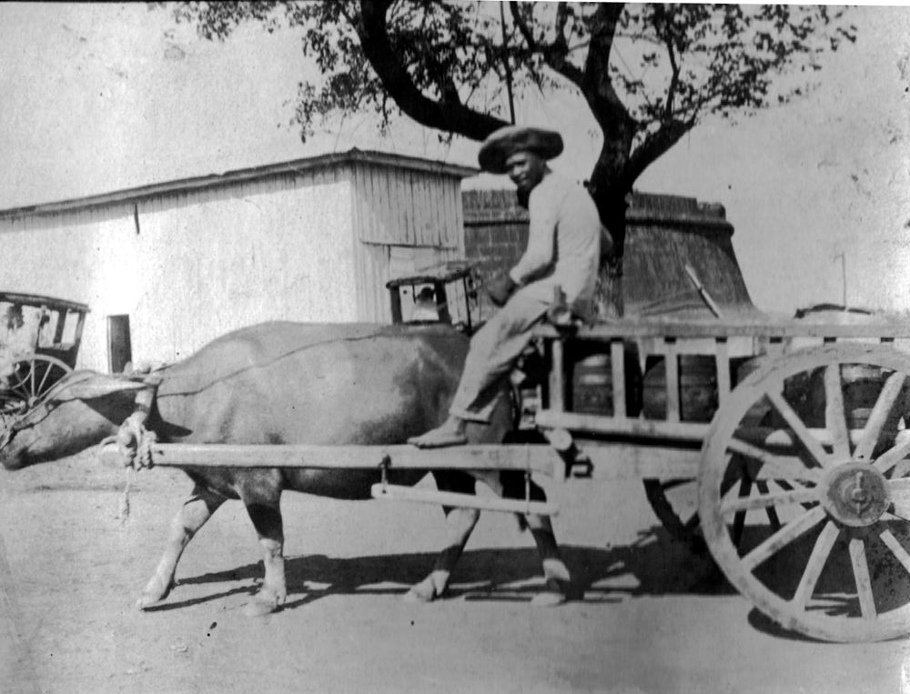 Caribou cart at Manilla